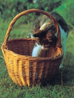 Cat & Basket VP Greetings Cards