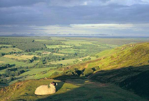 Rosedale VP Greetings Cards