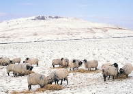 Sheep in Winter VP Greetings Cards