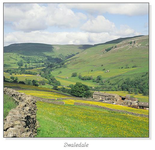 Swaledale Square Cards