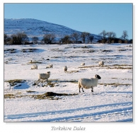 Yorkshire Dales Square Cards