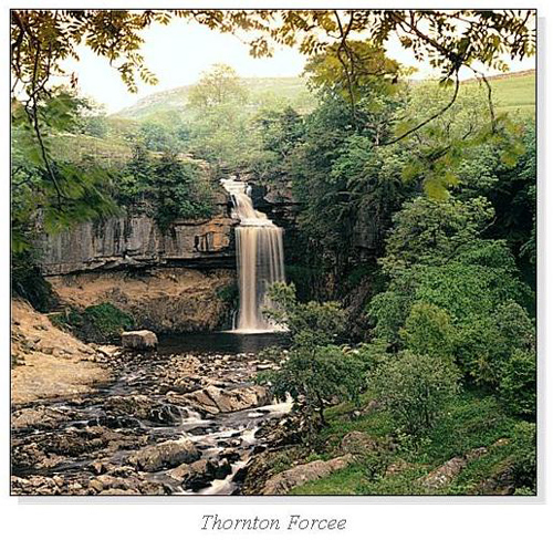 Thornton Force Square Cards