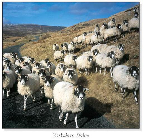 Yorkshire Dales Square Cards