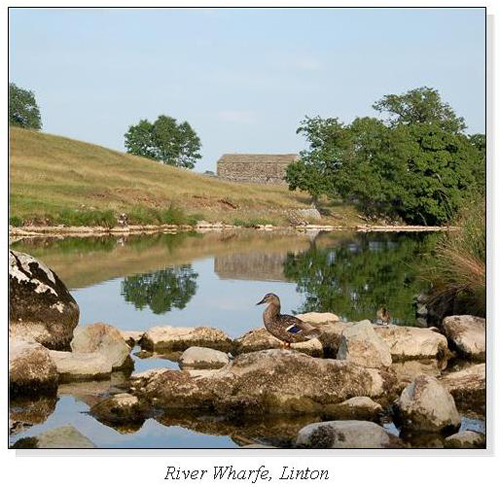 River Wharfe, Linton Square Cards