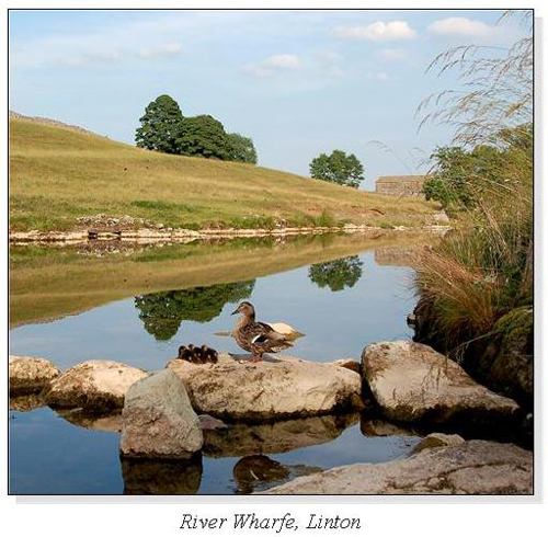 River Wharfe, Linton Square Cards