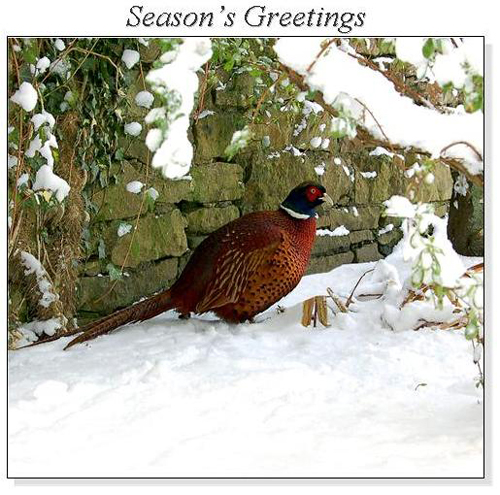 Pheasant in Winter Christmas Square Cards