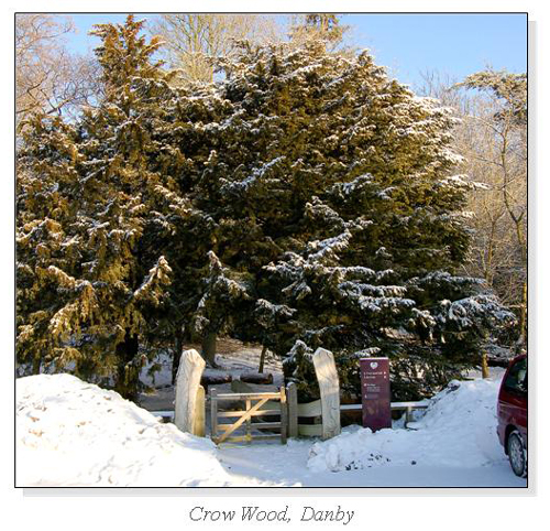 Crow Wood, Danby Square Cards