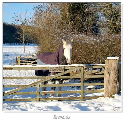 Rievaulx Square Cards