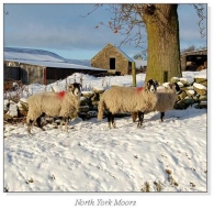 North York Moors Square Cards