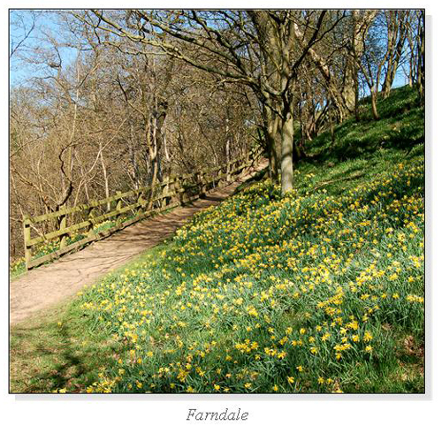 Farndale Square Cards