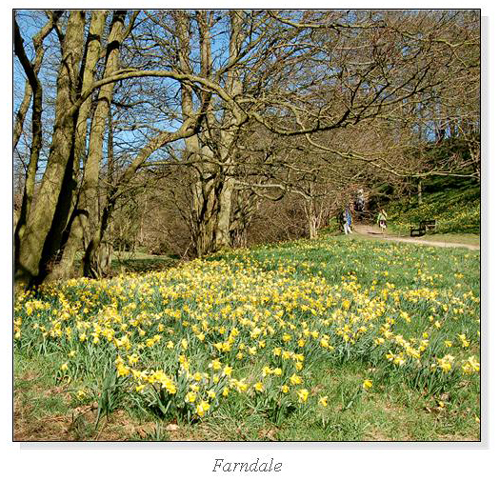 Farndale Square Cards