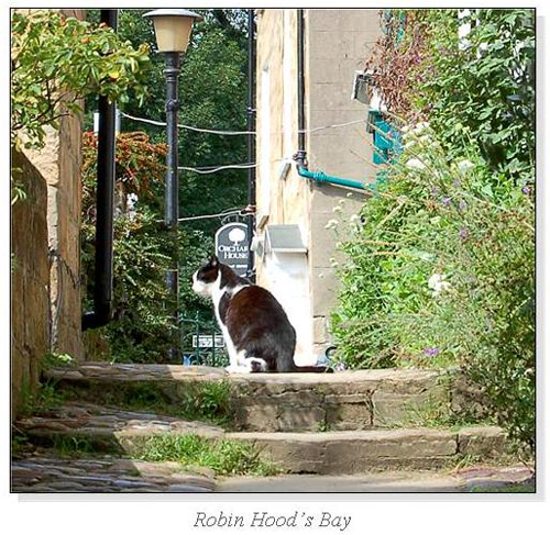Robin Hood's Bay Square Cards