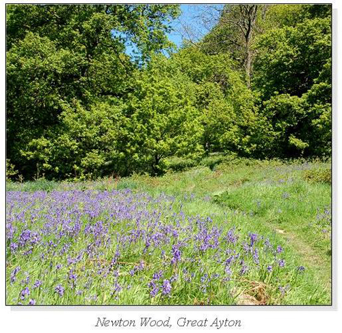 Newton Wood, Great Ayton Square Cards