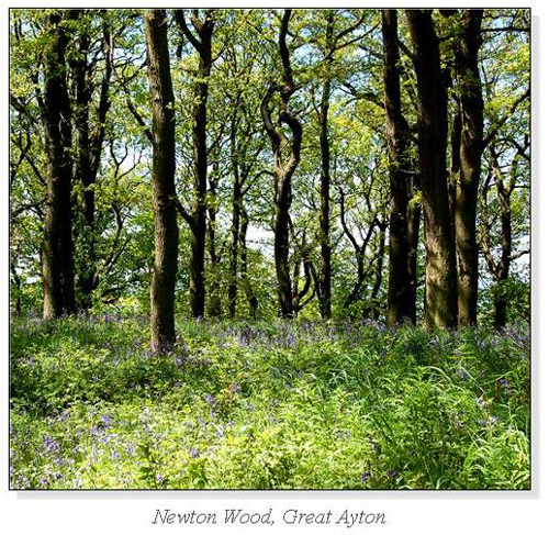 Newton Wood, Great Ayton Square Cards