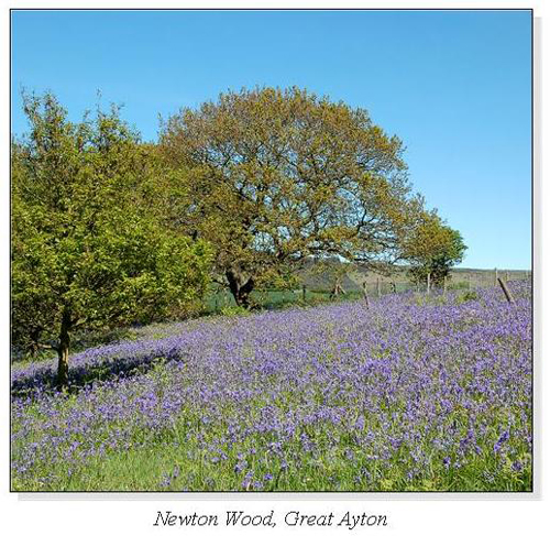 Newton Wood, Great Ayton Square Cards