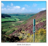 North York Moors Square Cards